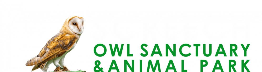 Screech Owl Sanctuary