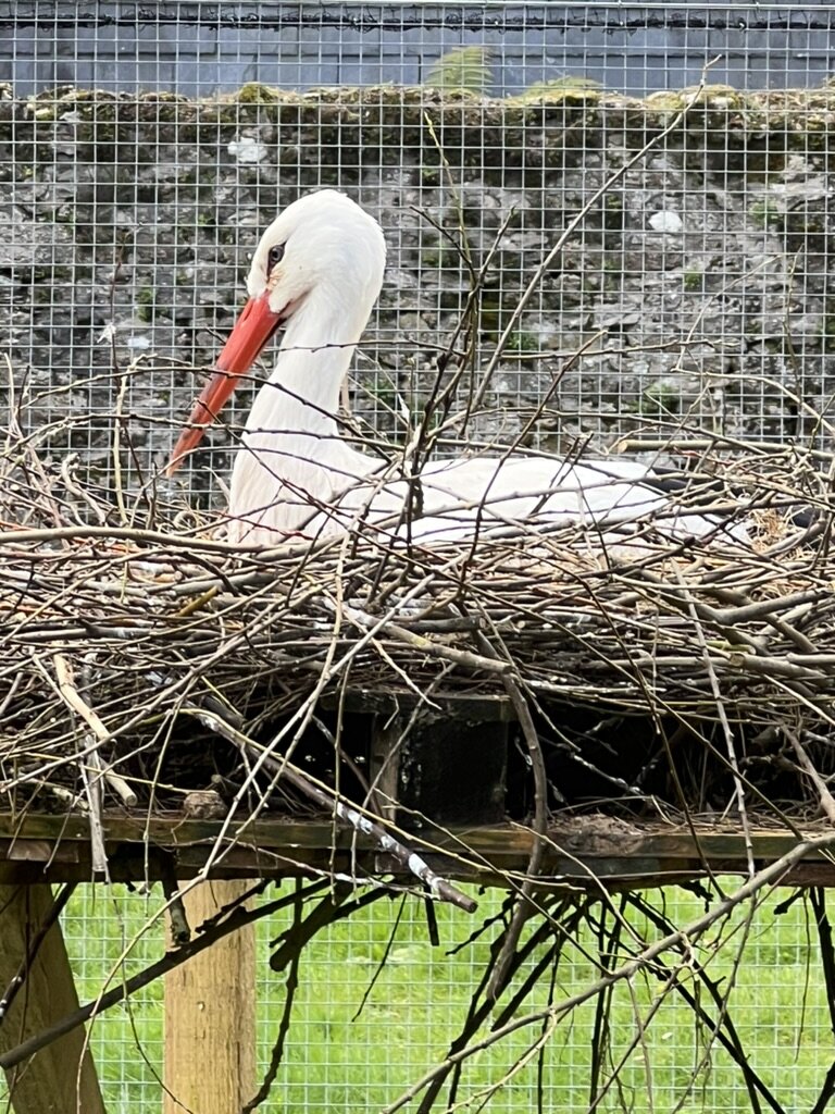 An adult White Stork settled on its stick nest against a Cornish stone wall