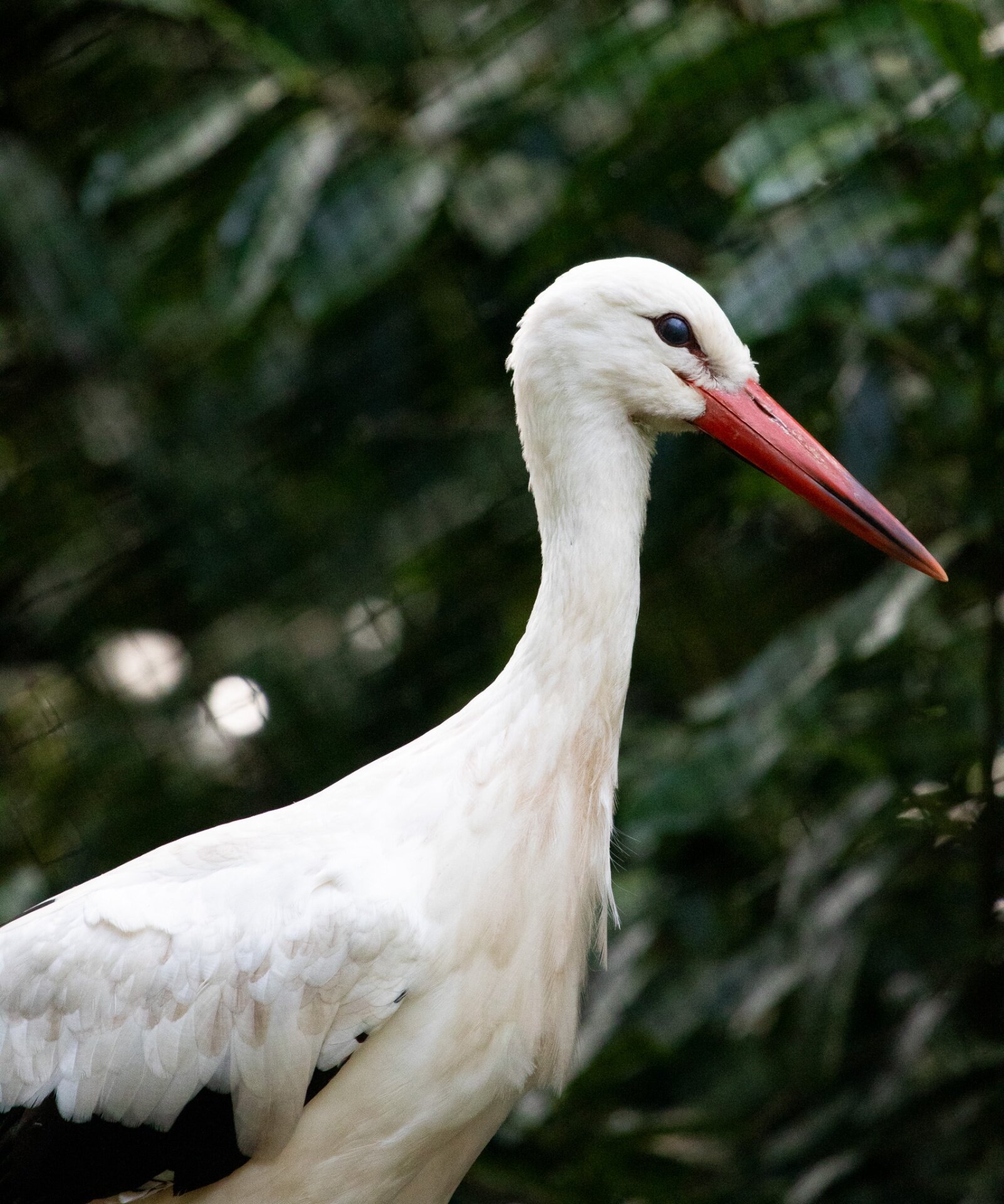 Close-up of an adult White Stork in profile